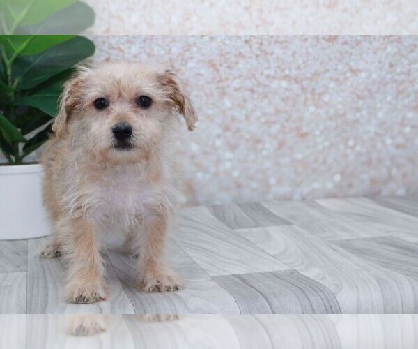 Medium Photo #2 Yo-Chon Puppy For Sale in MARIETTA, GA, USA