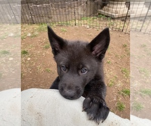 German Shepherd Dog-Siberian Husky Mix Puppy for sale in FARMINGTON, CT, USA