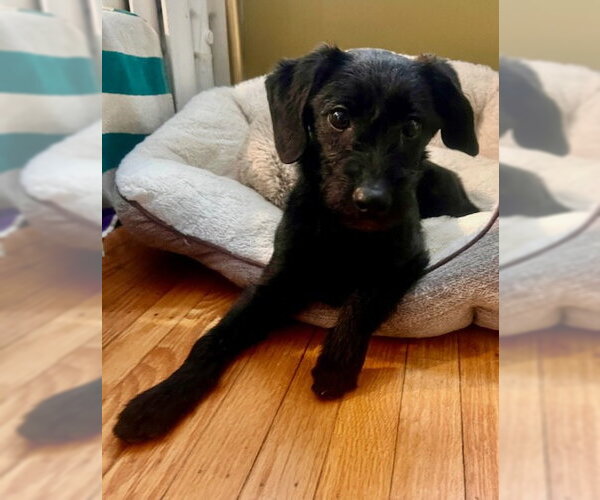 Medium Photo #2 Cavalier King Charles Spaniel-Unknown Mix Puppy For Sale in Lancaster, PA, USA