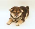 Small Photo #9 Shiba Inu Puppy For Sale in Neosho, MO, USA