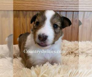 Shetland Sheepdog Puppy for sale in GRAFTON, OH, USA