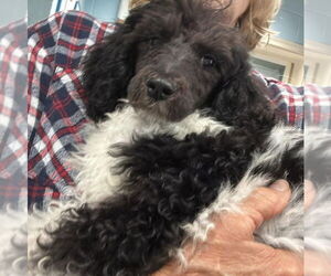 Poodle (Miniature) Dogs for adoption in Rustburg, VA, USA