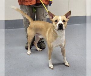 Staffordshire Bull Terrier-Unknown Mix Dogs for adoption in Louisville, KY, USA