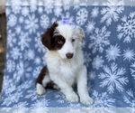 Small #4 Miniature Australian Shepherd