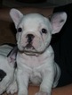 Small Photo #6 French Bulldog Puppy For Sale in GAINESVILLE, GA, USA