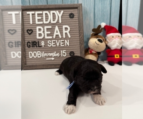 Medium Photo #21 Zuchon Puppy For Sale in NEW YORK MILLS, MN, USA