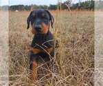 Small #7 Doberman Pinscher