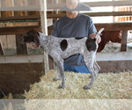 Small Photo #6 German Shorthaired Pointer Puppy For Sale in SANGER, CA, USA