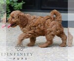 Small #2 Goldendoodle (Miniature)