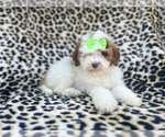 Small #1 Poodle (Miniature)