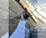 Small Photo #3 French Bulldog Puppy For Sale in MERCED, CA, USA