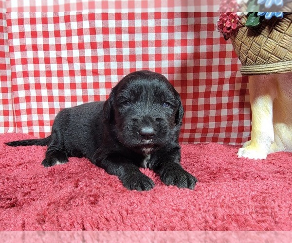 Medium Photo #16 Golden Mountain Dog Puppy For Sale in BLACK FOREST, CO, USA