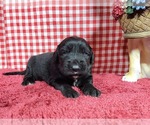 Small Photo #16 Golden Mountain Dog Puppy For Sale in BLACK FOREST, CO, USA