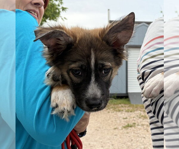 Medium Photo #1 Border Collie-Siberian Husky Mix Puppy For Sale in Lakewood, CO, USA