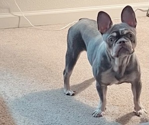 French Bulldog Puppy for sale in SAN MATEO, CA, USA