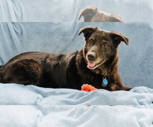 Cardi - Female Shepradors Dog for Adoption - Photo #2