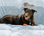 Small Photo #2 Shepradors Puppy For Sale in Princeton, MN, USA