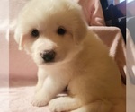 Puppy Purple Great Pyrenees