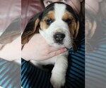 Small Photo #3 Beagle Puppy For Sale in LINDEN, PA, USA