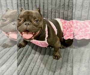 Minnow - Female Bulldog-Unknown Mix Dog for Adoption - Photo #2