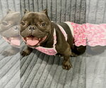Small Photo #2 Bulldog-Unknown Mix Puppy For Sale in Las Vegas, NV, USA