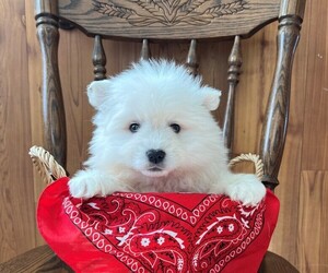 Miniature American Eskimo Puppy for sale in DORCHESTER, WI, USA