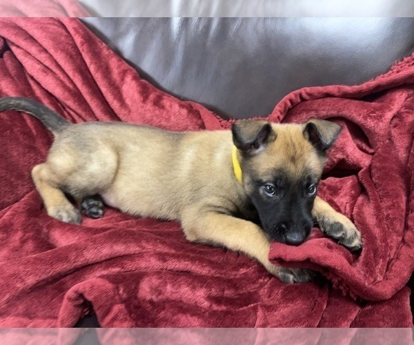 Medium Photo #93 Belgian Malinois Puppy For Sale in REESEVILLE, WI, USA
