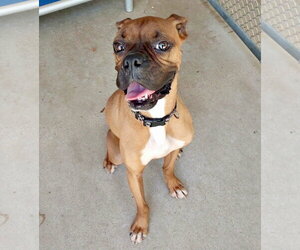 Boxer Dogs for adoption in Dumont, NJ, USA