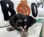 Small #3 YorkiePoo