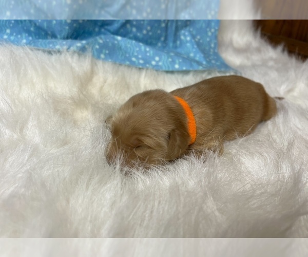 Medium Photo #3 Golden Retriever Puppy For Sale in NEOLA, WV, USA