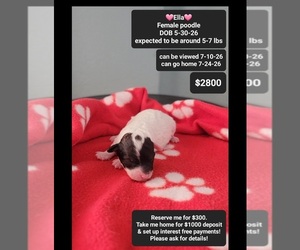 Poodle (Toy) Puppy for sale in TUCSON, AZ, USA