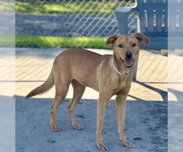 Medium Photo #1 Staffordshire Bull Terrier Puppy For Sale in Conroe, TX, USA