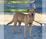 Small Staffordshire Bull Terrier