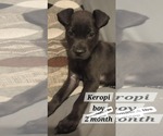 Small #2 Labrador Retriever Mix