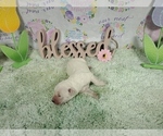 Small Photo #15 English Cream Golden Retriever Puppy For Sale in PEYTON, CO, USA