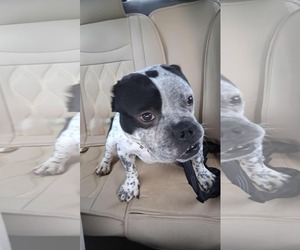 American Bulldog-Miniature Bull Terrier Mix Dogs for adoption in Spring Lake, NC, USA