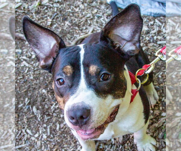 Medium Photo #5 Mutt Puppy For Sale in Canton, CT, USA