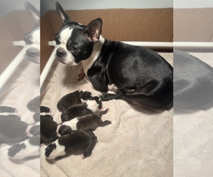 Mother of the Boston Terrier puppies born on 11/12/2023