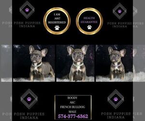 French Bulldog Puppy for sale in WARSAW, IN, USA
