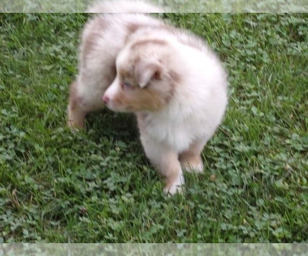 Medium Photo #7 Miniature Australian Shepherd Puppy For Sale in WENTZVILLE, MO, USA
