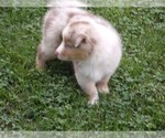 Small #6 Miniature Australian Shepherd