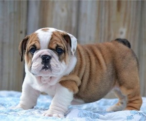Bulldog Puppy for sale in SAN FRANCISCO, CA, USA