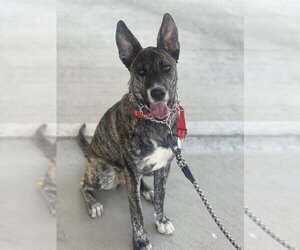 Coco - Female Holland Shepherd-Unknown Mix Dog for Adoption - Photo #3