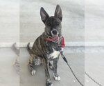 Small Photo #3 Holland Shepherd-Unknown Mix Puppy For Sale in Dana Point, CA, USA