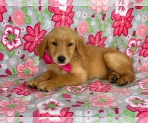 Golden Retriever Puppy for sale in LANCASTER, PA, USA