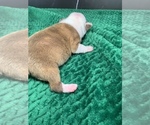 Small Photo #85 Boston Terrier Puppy For Sale in TULARE, CA, USA