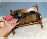 Small Photo #5 Shih Tzu Puppy For Sale in WARRENSBURG, MO, USA