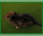Small #1 German Shepherd Dog