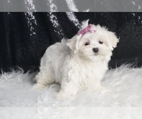 Medium Photo #4 Maltese Puppy For Sale in WARSAW, IN, USA