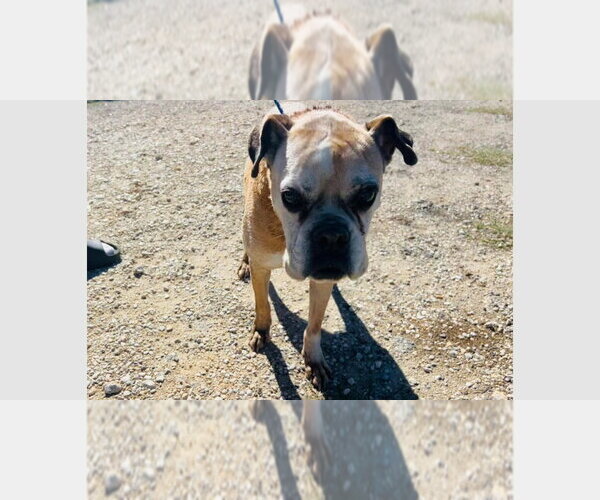 Medium Photo #4 Boxer Puppy For Sale in Austin, TX, USA